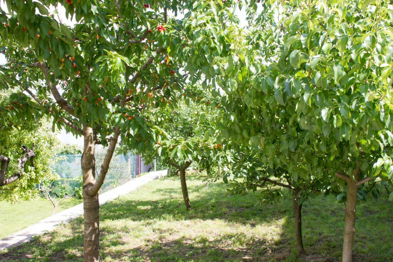 Villa Fig Zmijavci Buitenkant foto